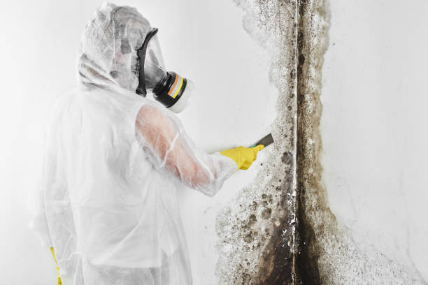 Mold Testing and Removal in North Palm Beach, FL