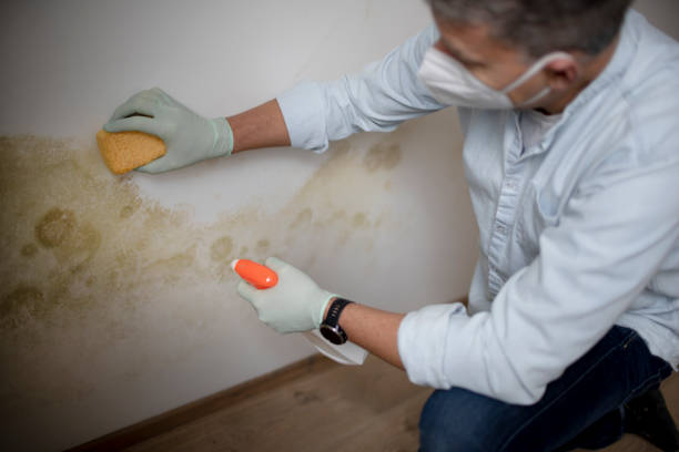 Mold Removal and Inspection in North Palm Beach, FL