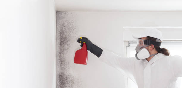 Best Attic Mold Removal  in North Palm Beach, FL